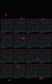 Cherokee Syllabary